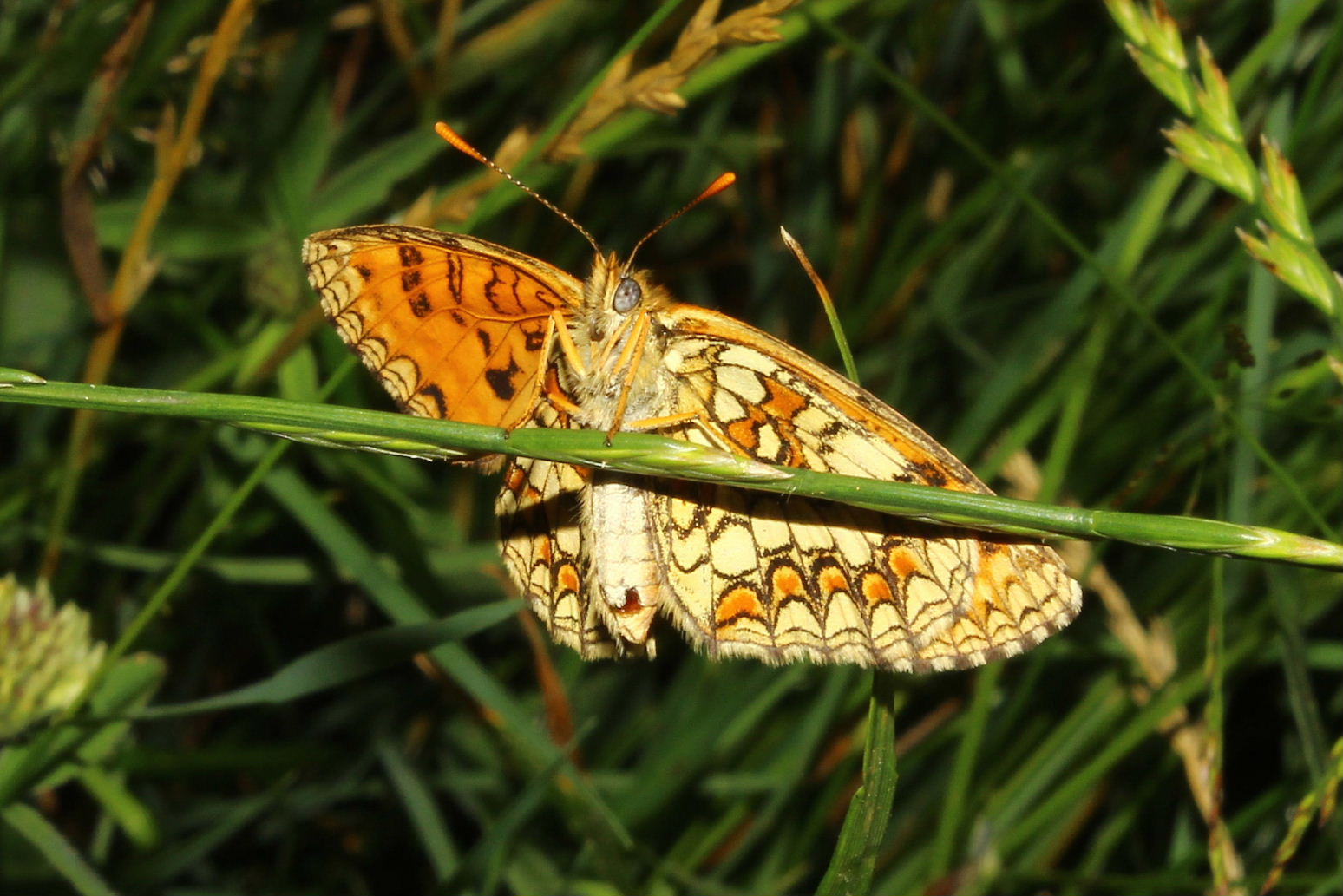 Melitaea ?? da determinare - 3